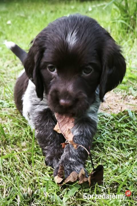 Polski Spaniel Myśliwski szczenięta Zwierzęta Rabka-Zdrój