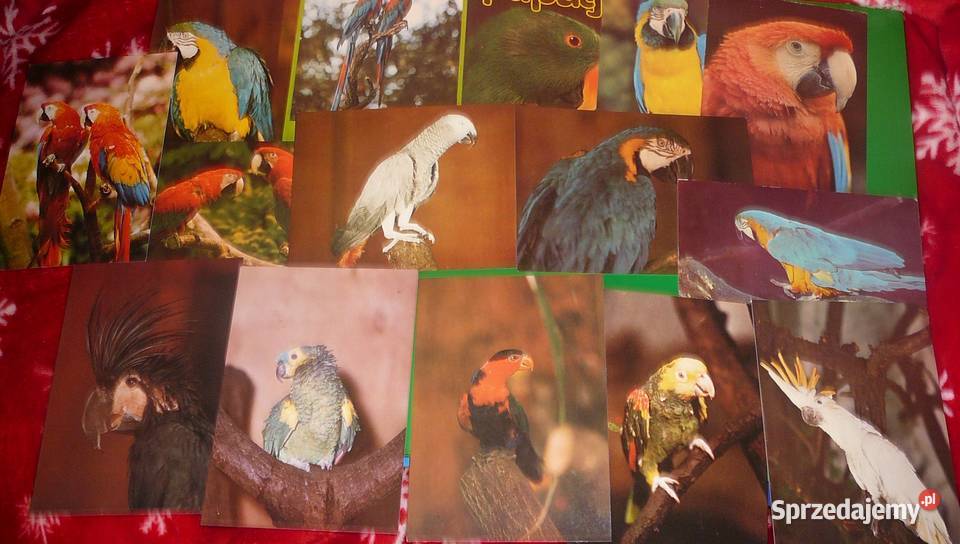 pocztówka zestaw papugi 9 PRL Wrocław