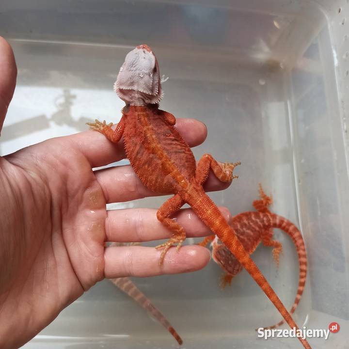 Agama Brodata Red Błonie
