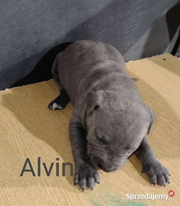 American PitBull Terrier Żupawa