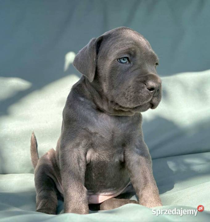 Szczeniaki Cane Corso ZKwP FCI Rezerwacja
