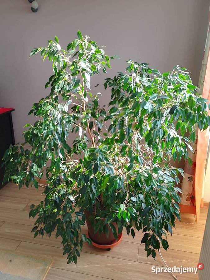 Ficus Beniamin Osmolice