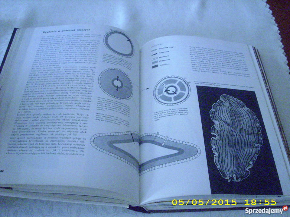 Ziemia rośliny zwierzęta Larousse Goleniów