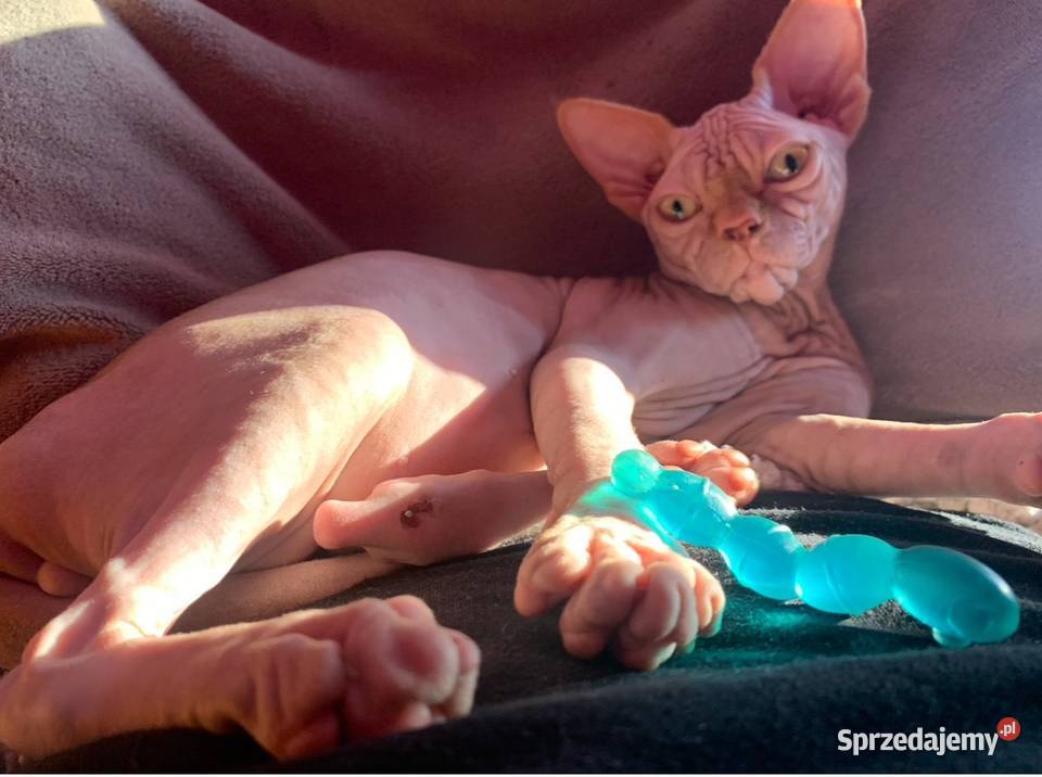 Budys 3l gumowy spokojny kocurek szuka mamci Warszawa