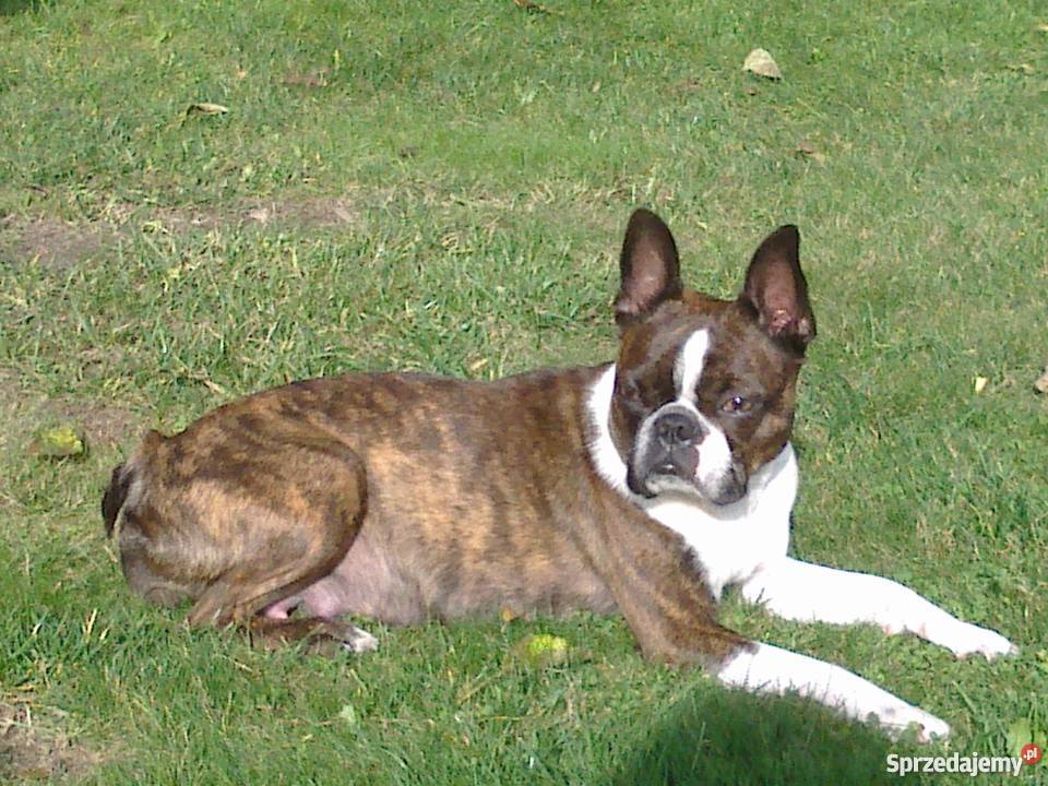 Boston Terrier szczenięta FCI Psy Oświęcim