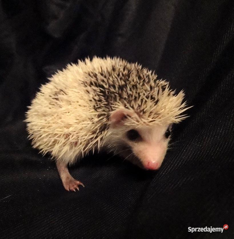 Afrykański jeż pigmejski Szczecin Szczecin