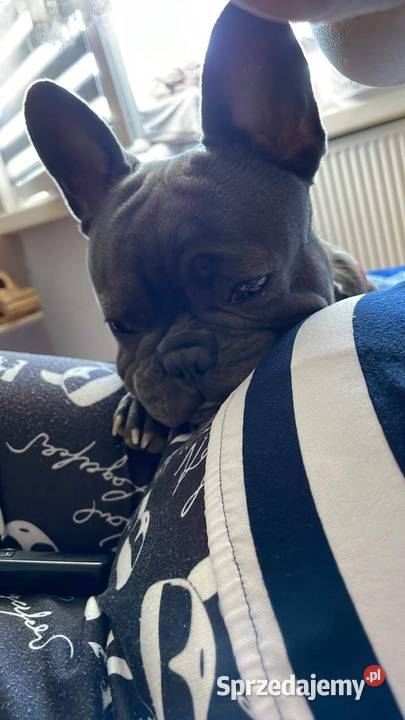 Buldog Francuski Reproduktor Bełchatów