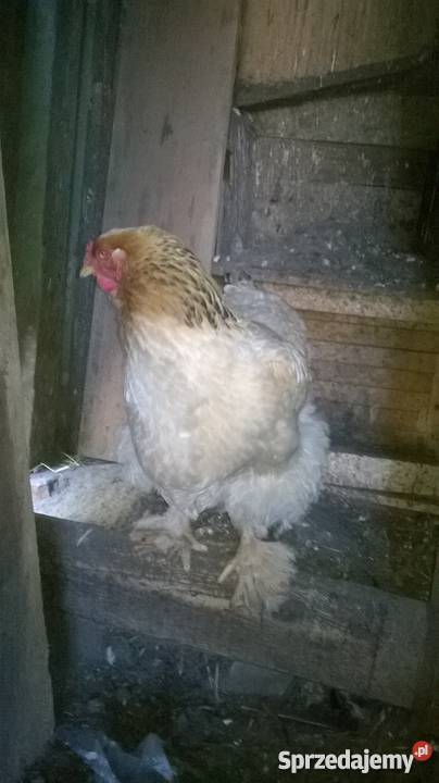 kura kochin kokoszka pomorskie Wejherowo