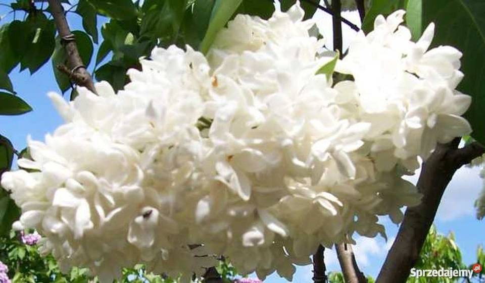 lilak bez krzew Bydgoszcz