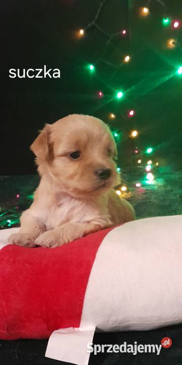 Maltipoo f1 lubelskie Józefów nad Wisłą