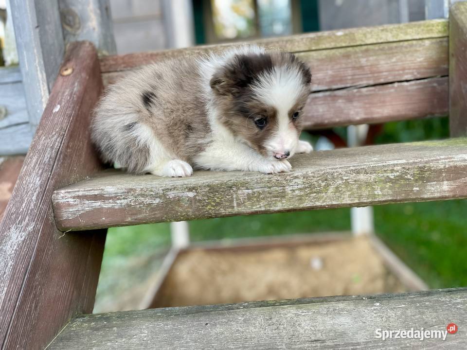 Border collie samiec piesek merle Ostrowiec Świętokrzyski