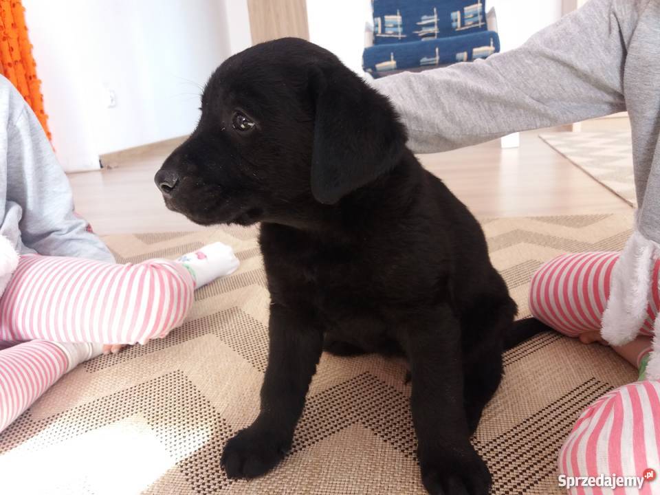 Labrador retriver labradory szczenięta szczeniak Kraśnik sprzedam