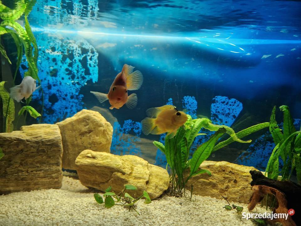 PIELĘGNICE PAPUZIE Toruń