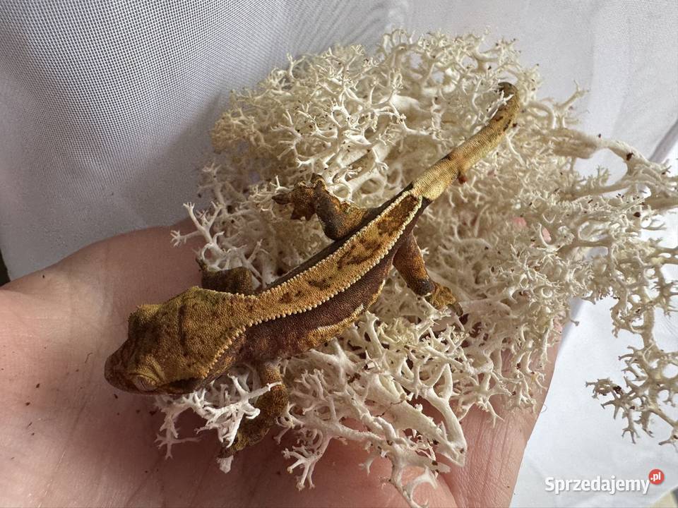 Młodziutki gekon orzęsiony Gady i płazy Jastrzębie-Zdrój