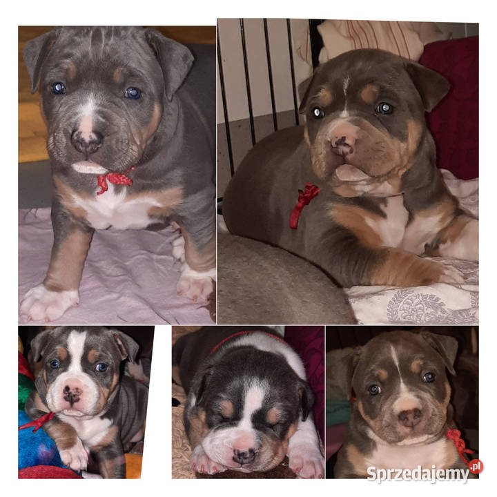 Tricolor amstaff Dęblin