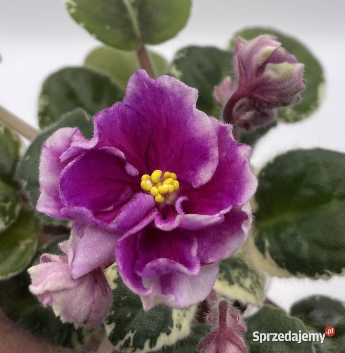 Fiołek afrykański kwitnąca sadzonka Jędrzejów