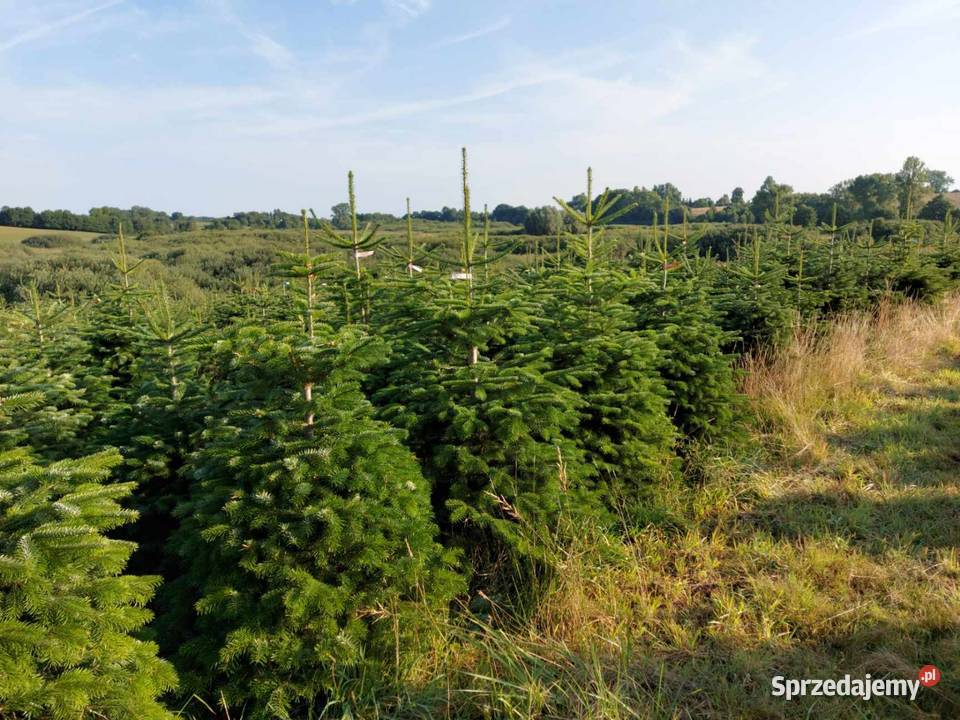 Hurt Jodła Kaukaska klasa Premium wielkopolskie
