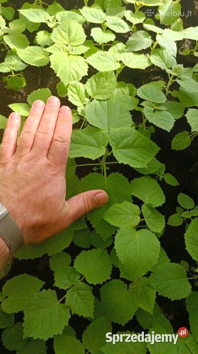 Paulownia Pao Tong Z07 sadzonki Sejny