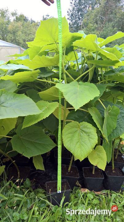 Paulownia drzewo tlenowe Ogród