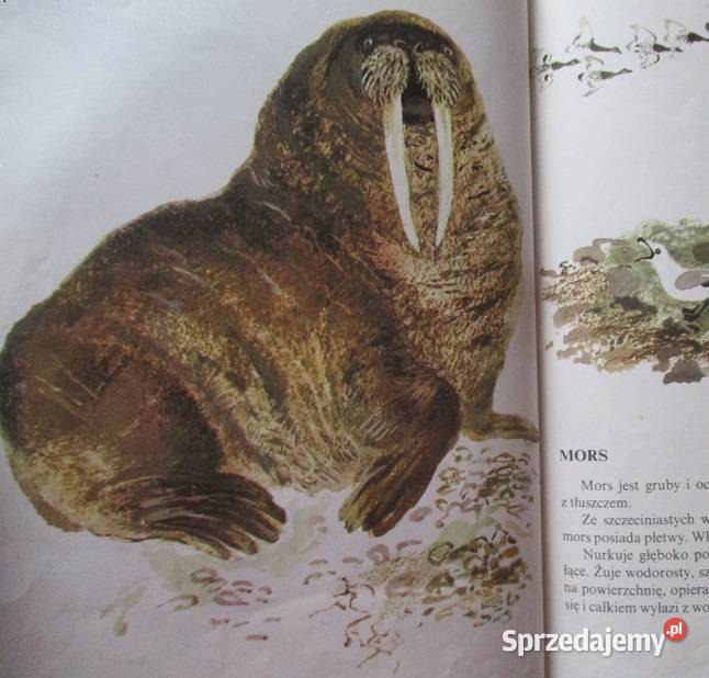 Leśna Gazeta WBianki 1953 przyroda las edukacja Książki i Podręczniki