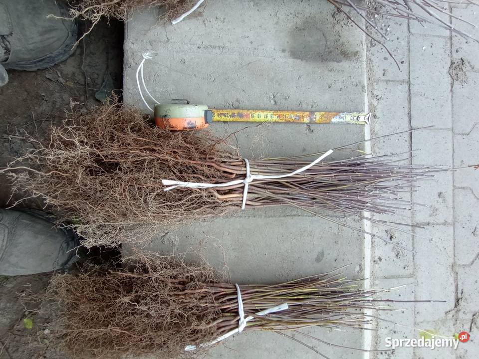 Klon jesionolistny sadzonki