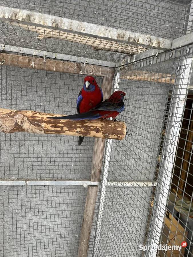 Rozelle królewskie Sośnicowice