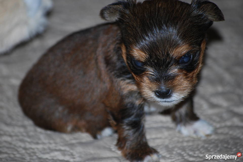 York Miniaturka Łódź