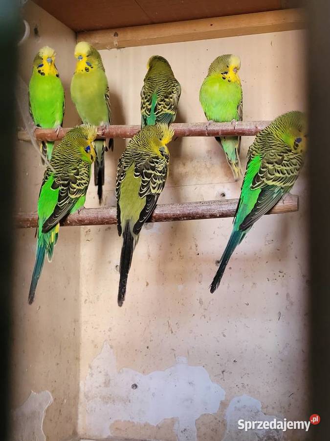 Papugi wpf Międzyrzecz