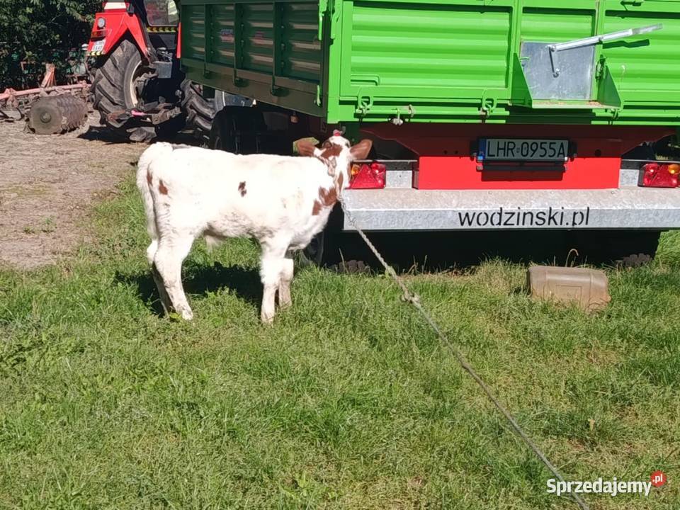 sprzedam byczka Hrubieszów