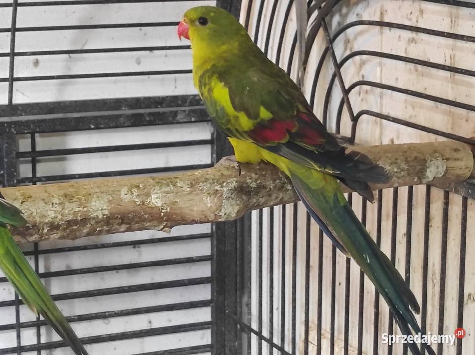 Papuga górska samiec Garwolin