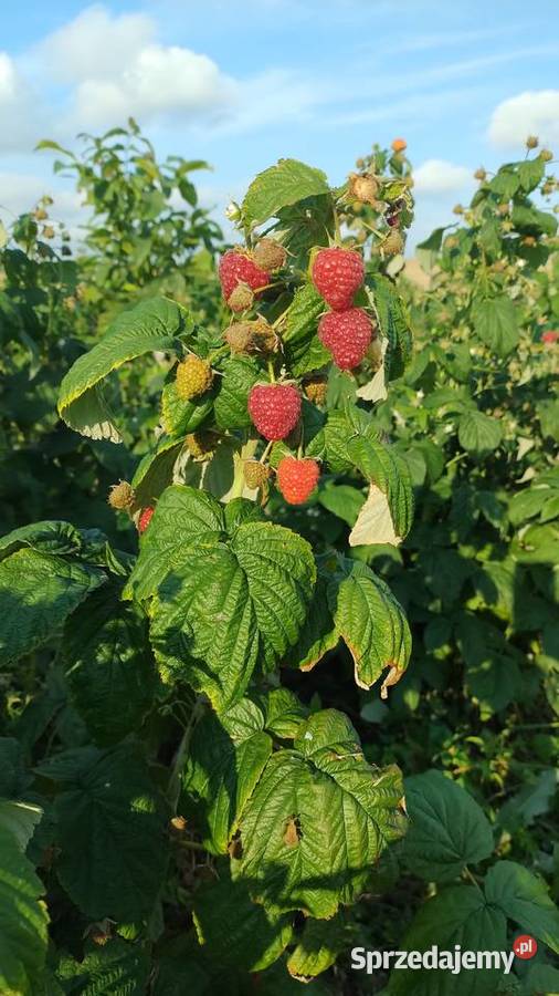 Sadzonki malinPolana Duże soczyste słodkie owoce Roźwienica