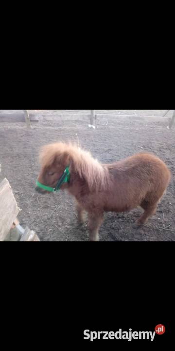 Sprzedam Dwa kucyki ogierki OKAZJA Konie sprzedam