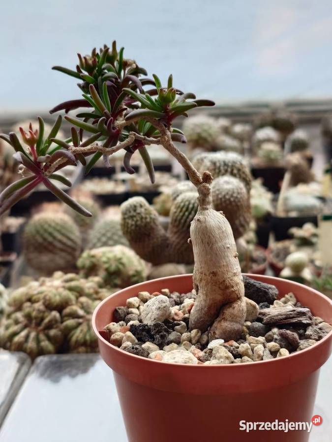 Delosperma bosseranum bonsai 10 lat kaudeks sprzedam