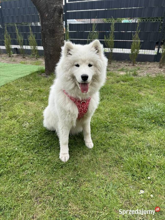 Samojed suczka roczna Głogów