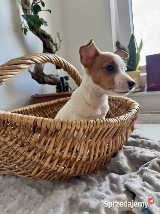 Szczeniaczek Jack Russell Terrier rodowód