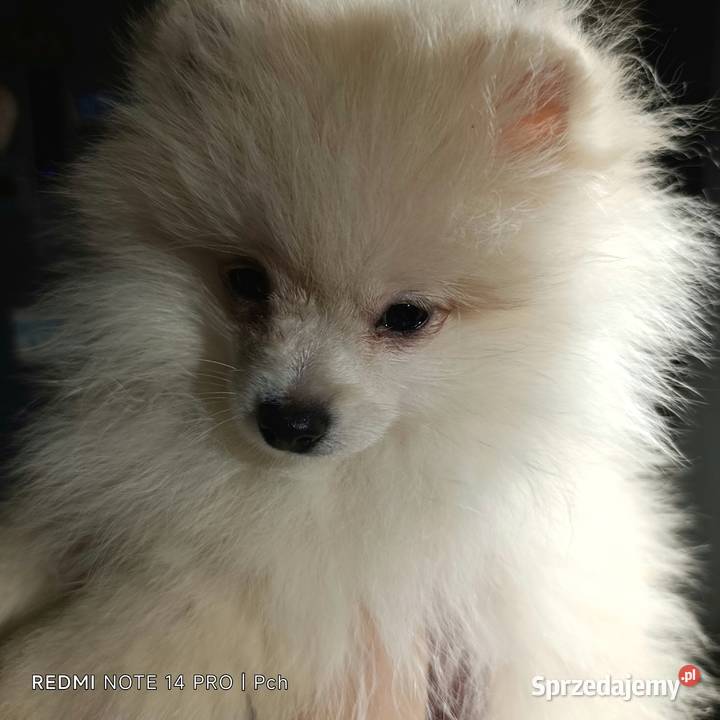 Szpic miniaturowy Przepiękny maluchr Warszawa