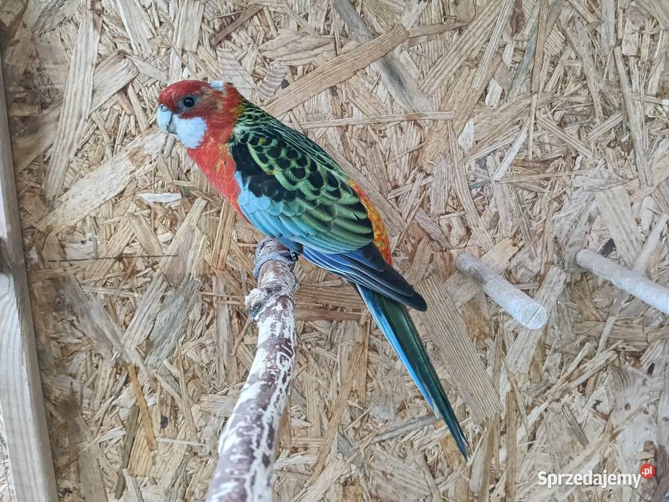 Papugi Rozella para małopolskie Czubrowice