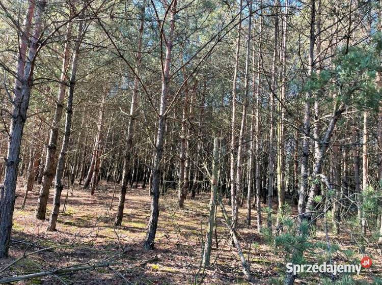 Działki leśne Seligów gm Łyszkowice pow łowicki sprzedam
