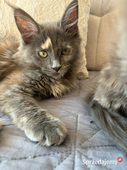 Maine Coon Betina Maine Coon