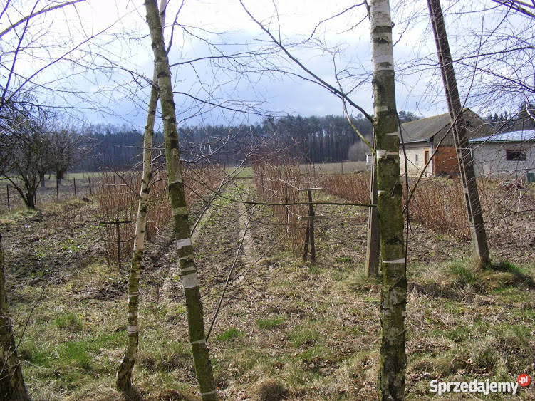 Działka siedliskowa Strzembowo 35 ha 34751m2 Strzembowo sprzedam