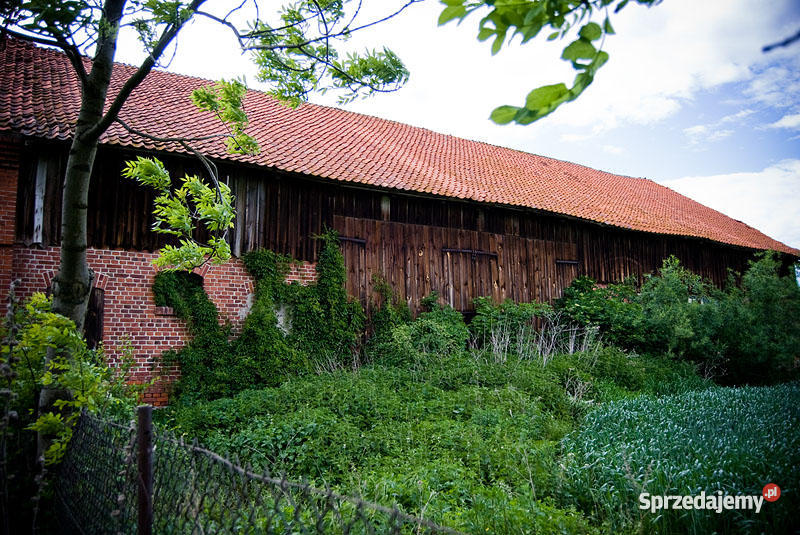 siedlisko 12 ha DOM na Żuławach 120 m2 pomorskie Pordenowo