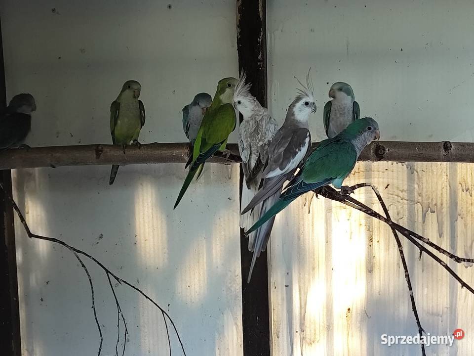 Mnichy nizinne różne mutacje Młode 2025 dorosłe wielkopolskie Kalisz sprzedam