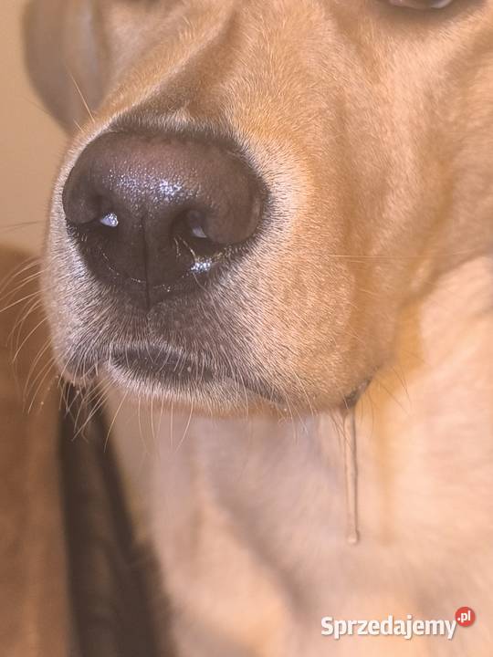 Labrador retriever łódzkie Łódź sprzedam