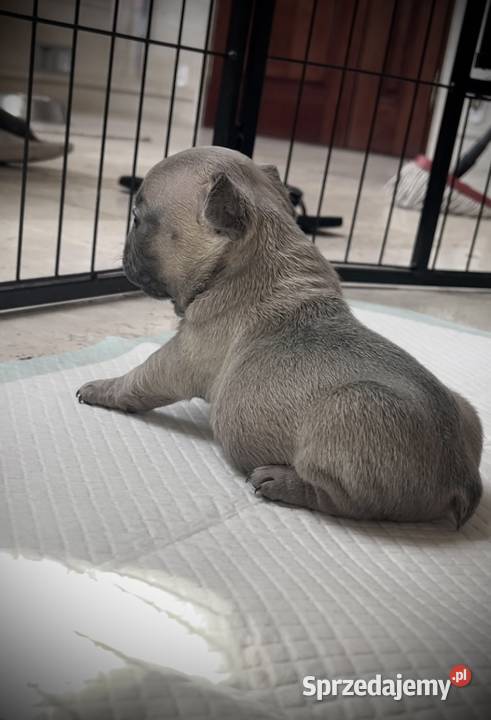 SREBRNE SZARE szczeniaki Buldog Francuski Psy Słupsk sprzedam