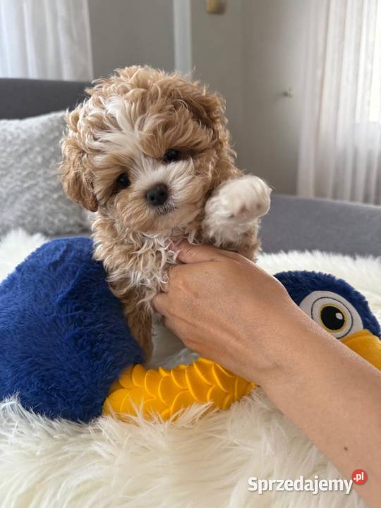 Maltipoo xxs pieski Lipsko sprzedam