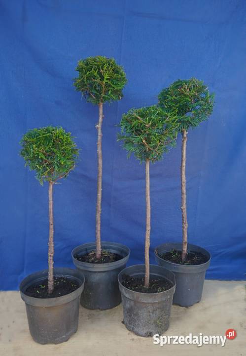 tuja formowa na na pniu kula Grajewo