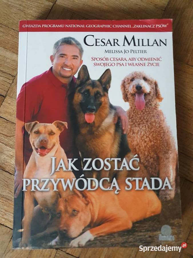 SUPER STAN Cesar MillanZaklinacz psów zostać Wrocław sprzedam