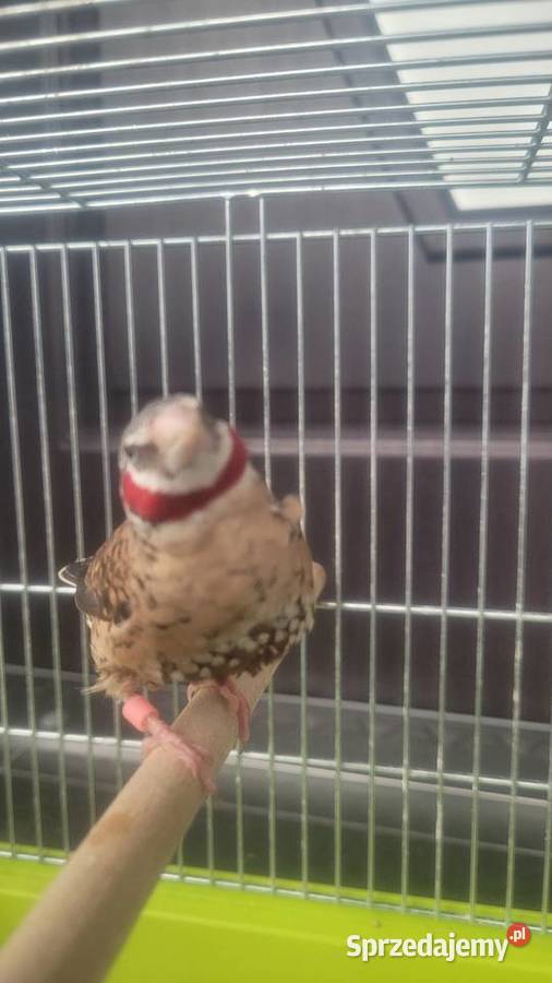 Amadyna obrożna Wieliczka