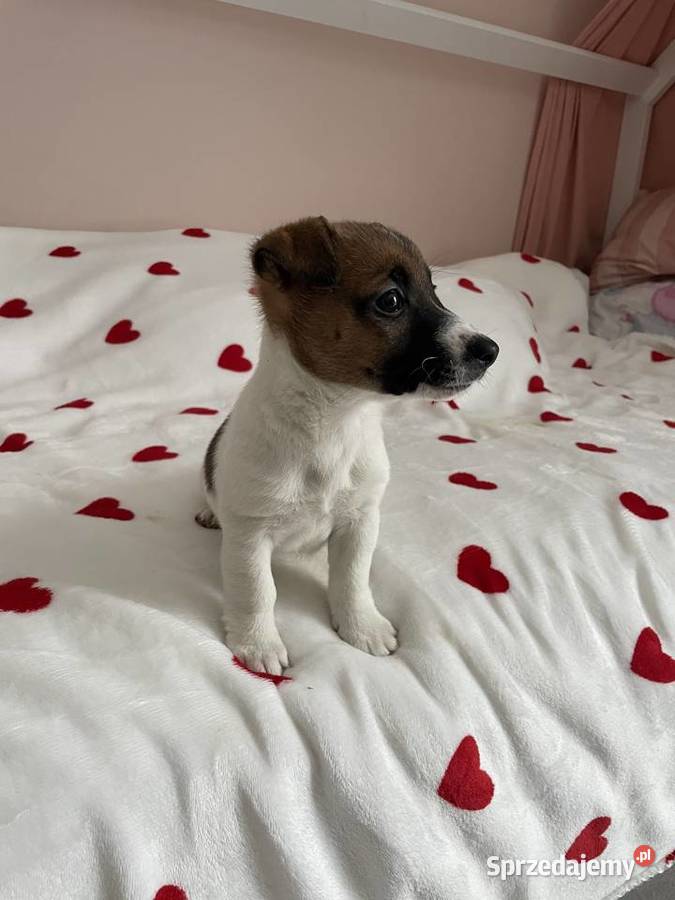 Jack Russell Terrier piesek Zwierzęta Częstochowa