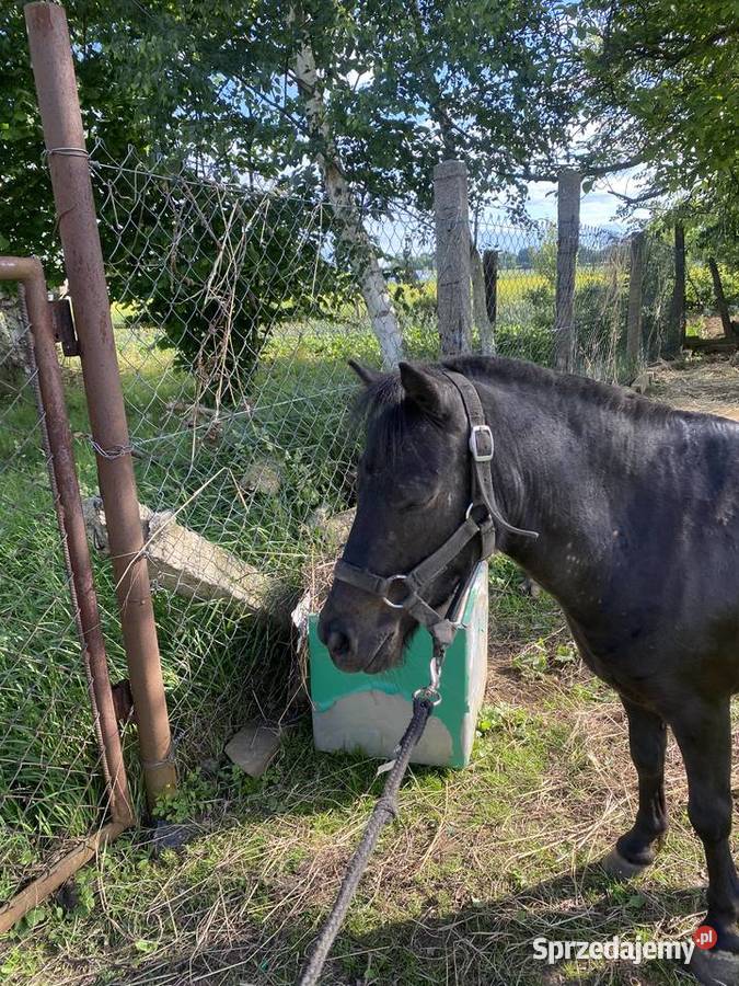 Kucyk aurora ma 4 lata Mierczyce sprzedam